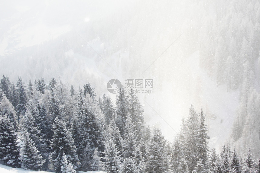 积雪中的森林阳光天气天空照明树木木头气候季节旅行蓝色图片