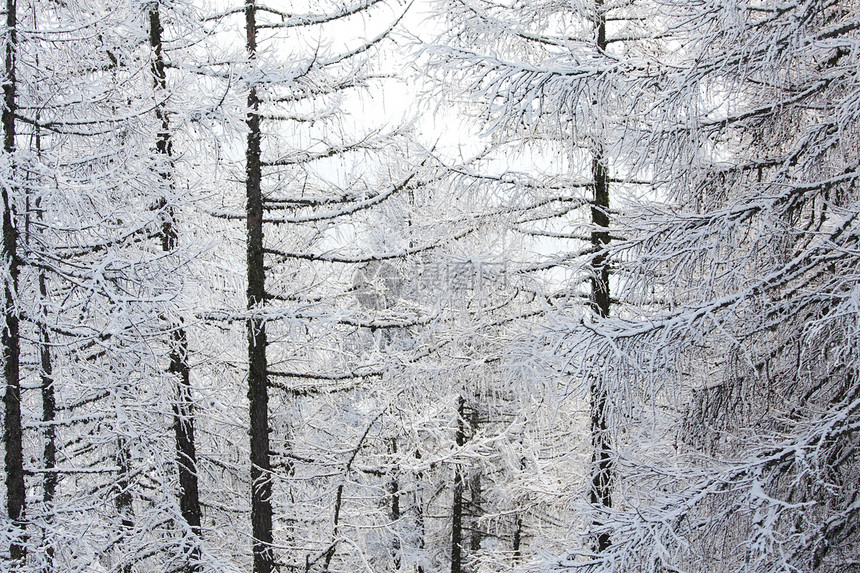 积雪中的森林天气首脑照明场景全景旅行树木童话季节木头图片