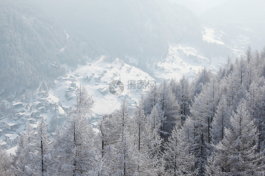积雪中的森林太阳季节天空环境树木照明暴风雪首脑天气童话图片