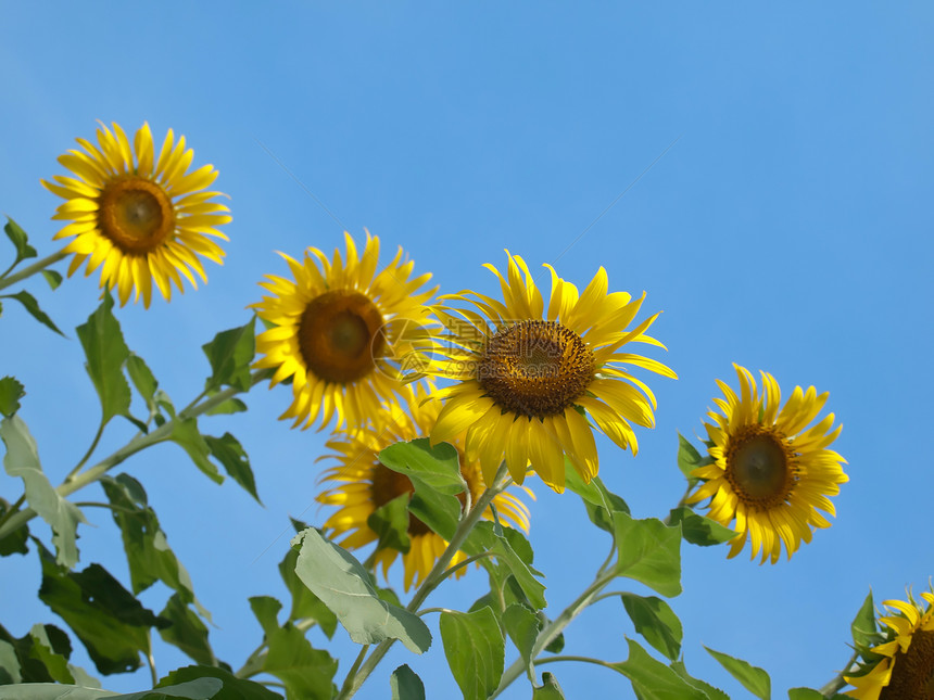 向日向叶子幸福墙纸花粉国家蓝色环境草地团体天空图片
