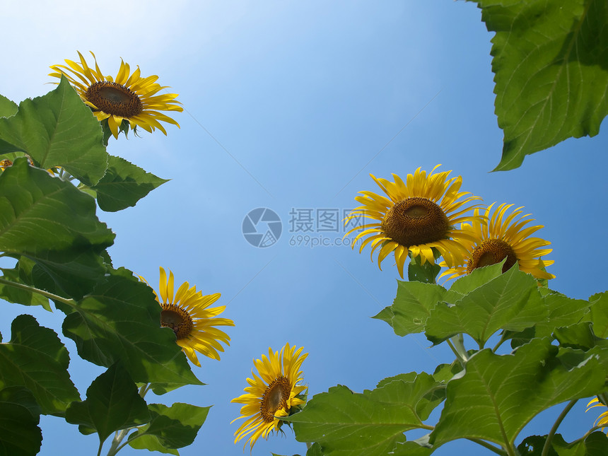 向日向的自然框架天空团体边界幸福向日葵阳光生长花园叶子花瓣图片