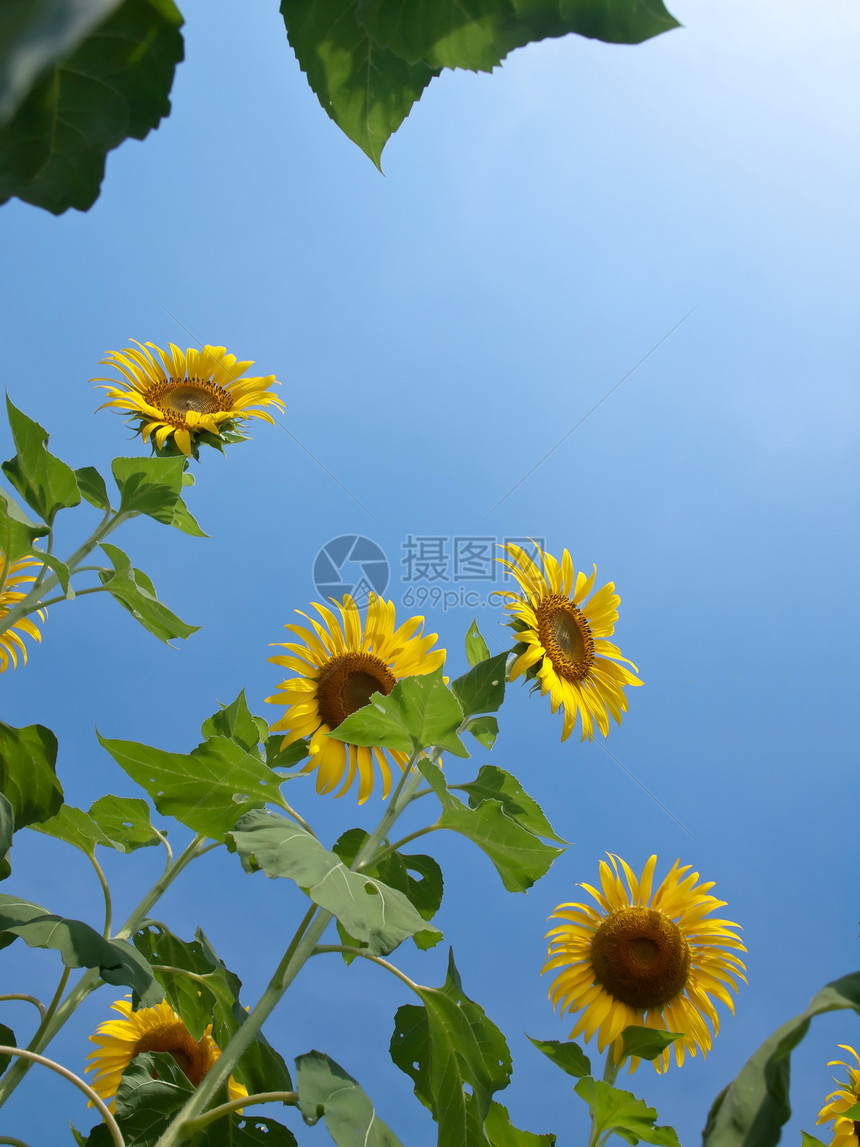 向日向的自然框架蓝色草地叶子花粉植物群晴天向日葵团体植物幸福图片
