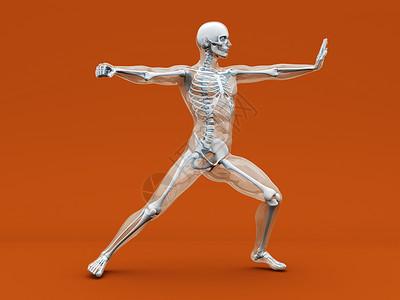 解剖学武术组织防御药品考试颅骨科学股骨艺术口才优雅背景图片