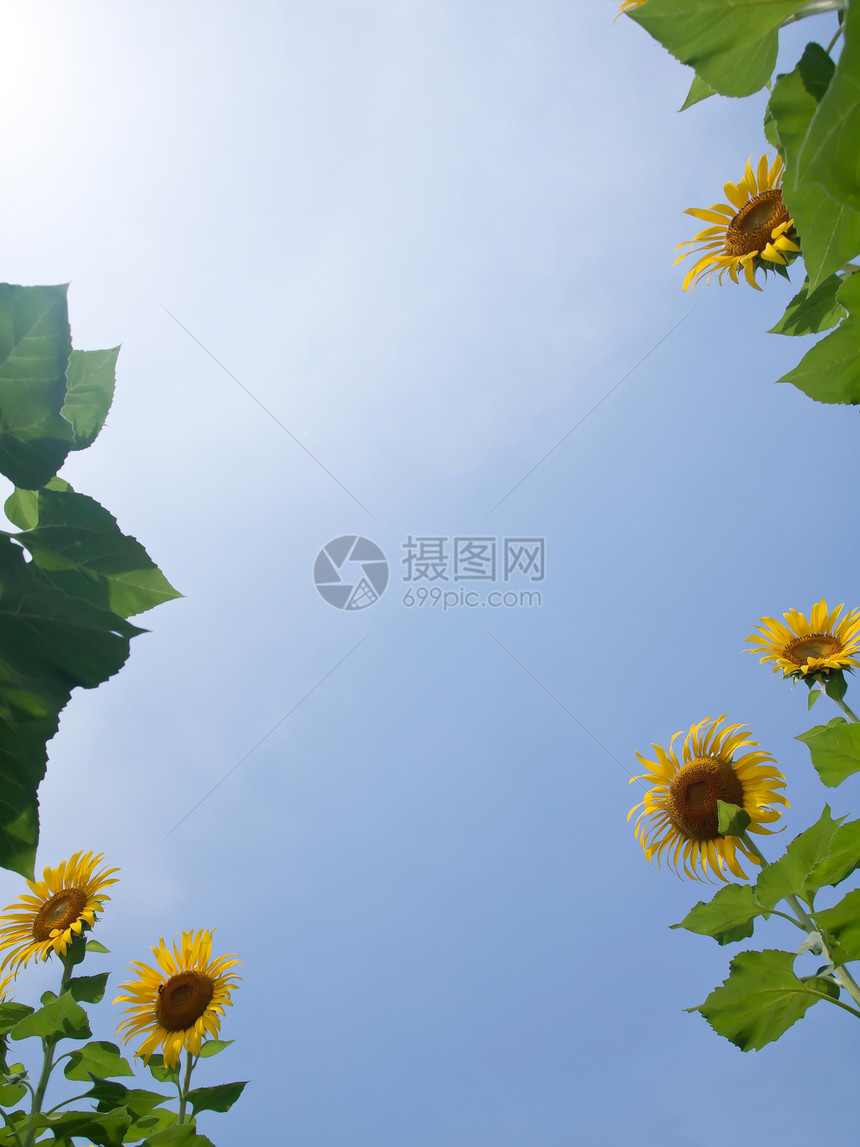 向日向的自然框架向日葵草地天空农场叶子花粉植物群团体蓝色边界图片