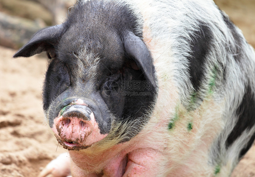 猪猪肉粉色黑色农场熏肉小狗鼻子图片
