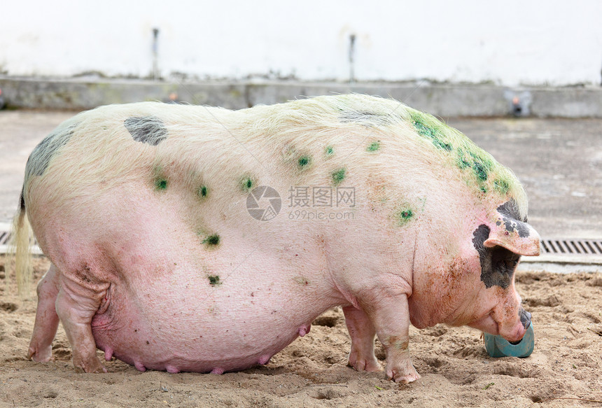 猪粉色猪肉小狗鼻子农场黑色熏肉图片