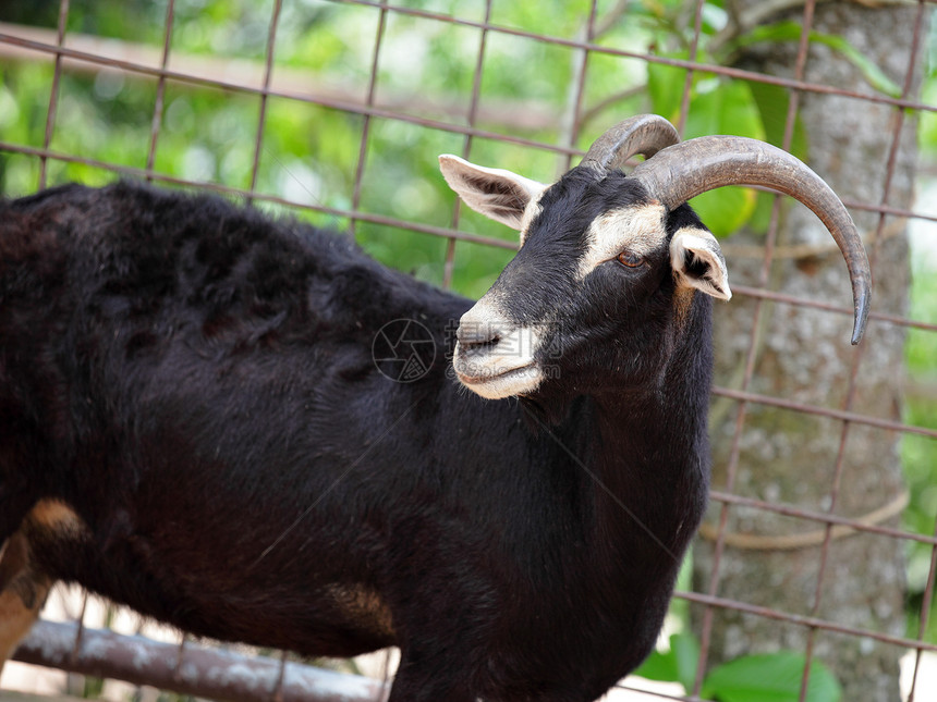 农场中的山羊牧场农业家畜眼睛场地农村鼻子头发耳朵食物图片