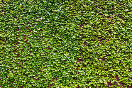 砖墙上红绿色长春藤叶的背景高清图片