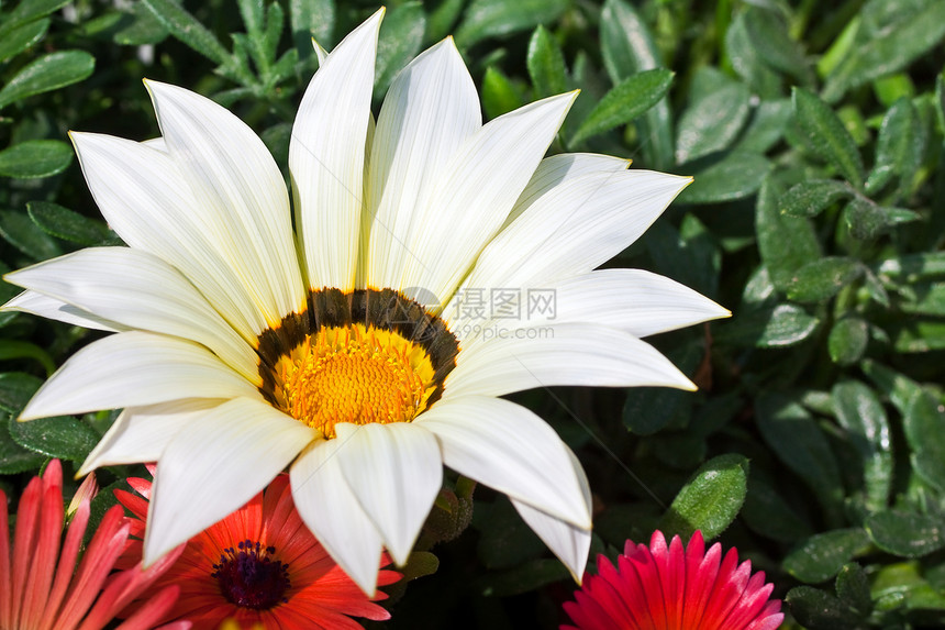 美丽的白菊花黄色花朵季节性绿色季节植物园艺白色宏观花瓣图片