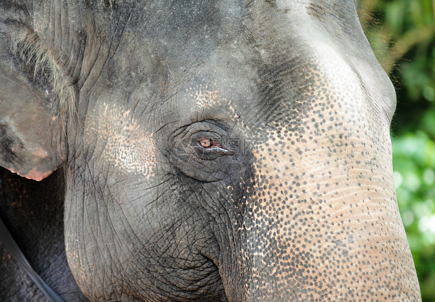 大象关上大象动物园黑色女性皮肤动物濒危隐藏丛林荒野眼睛图片