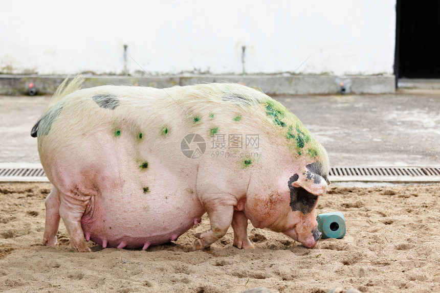 猪小狗熏肉黑色农场猪肉粉色图片