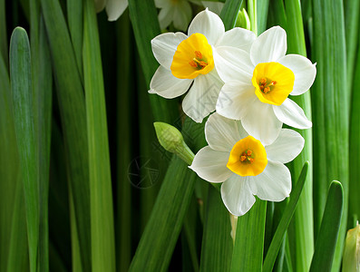 自恋花花百合白色黄色叶子水仙绿色荒野花园植物背景图片