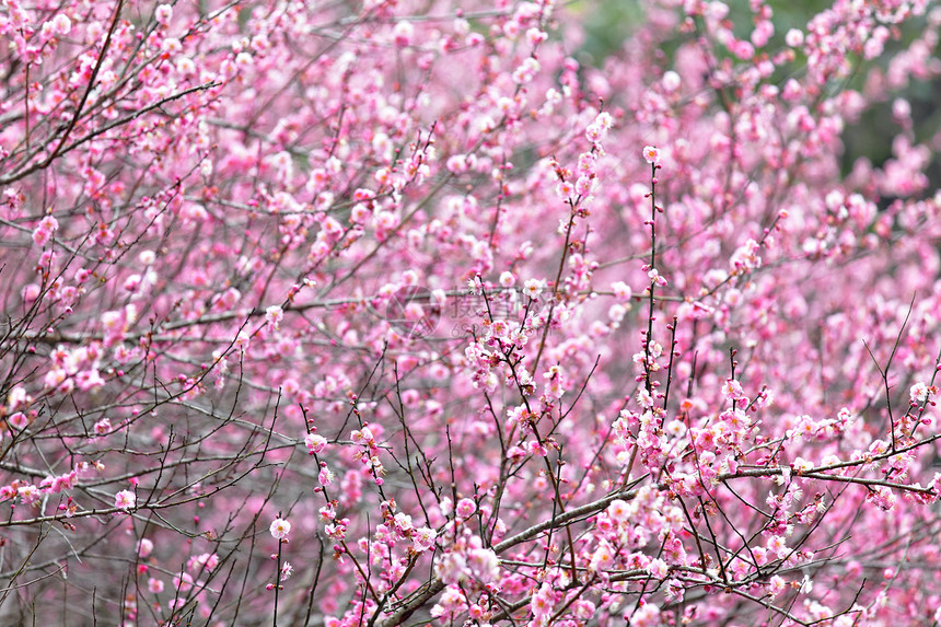 梅花衬套植物群植物宏观季节花期粉色乡村园艺花瓣图片