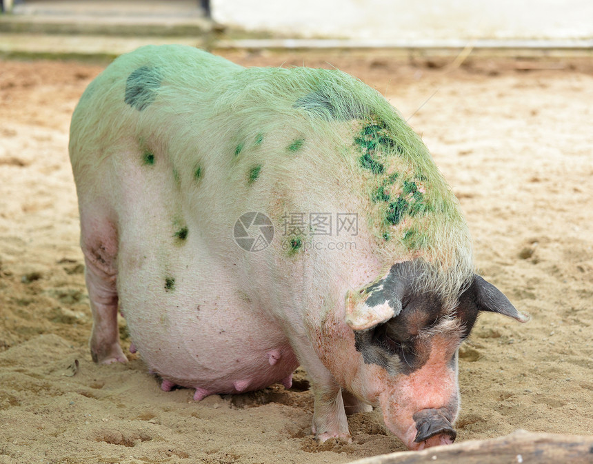 猪黑色熏肉农场猪肉小狗粉色鼻子图片