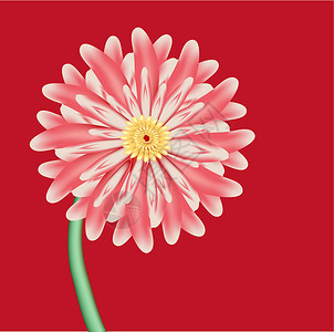粉红色花朵是红底的Aster插画