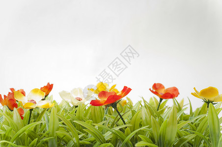 草坪上花朵多彩树叶黄色白色红色绿色草地背景图片