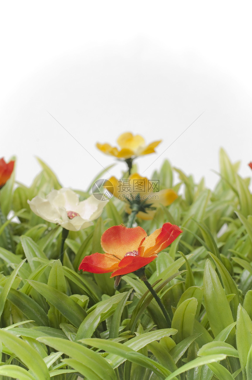 草坪上花朵多彩黄色白色树叶红色草地绿色图片