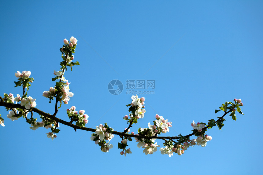 白苹果和粉红苹果花香气果园花瓣枝条季节生长植物太阳叶子天空图片