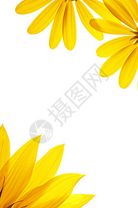 黄花花朵白色黄色背景图片