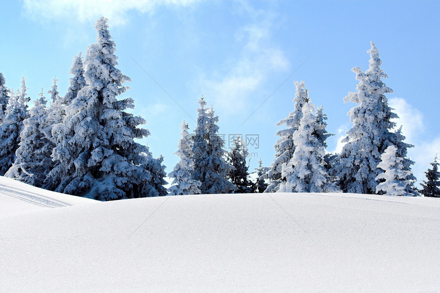 雪山树图片