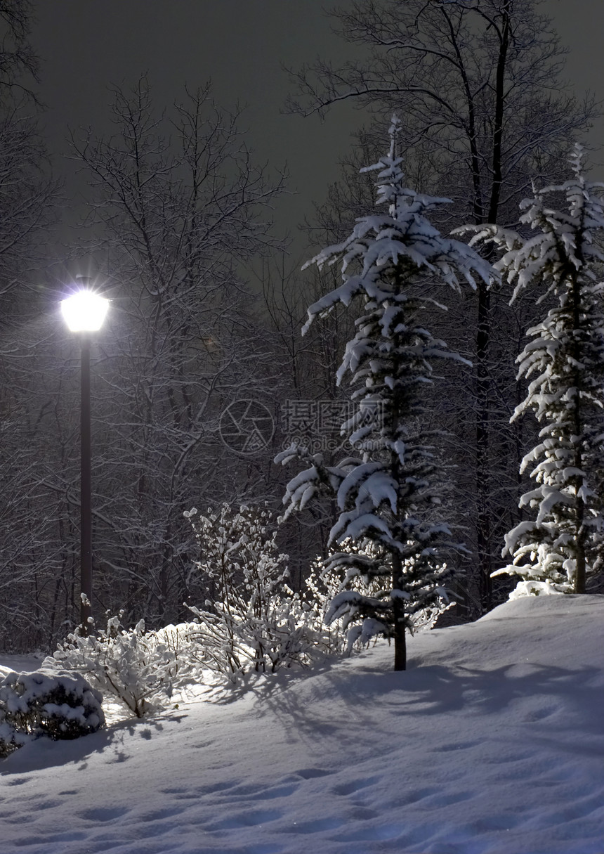 冬夜之夜森林图片