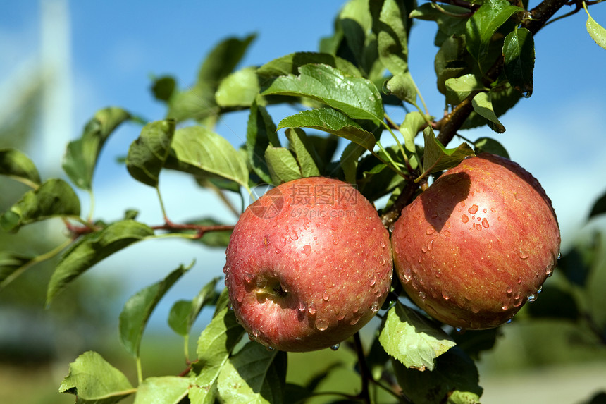苹果生长植物水果叶子季节食物花园绿色果园红色图片