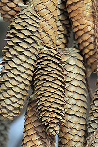 螺旋锥 松松饼松树松果云杉茶点植物树枝季节性季节背景图片