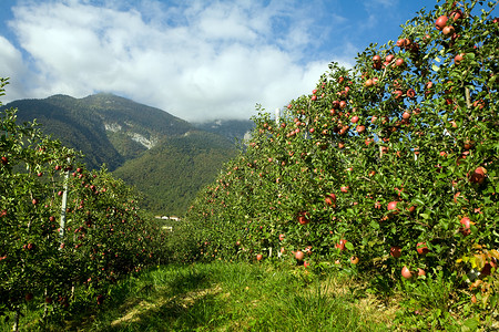 果园水果活力农业美食蓝色叶子天空太阳团体食物背景图片