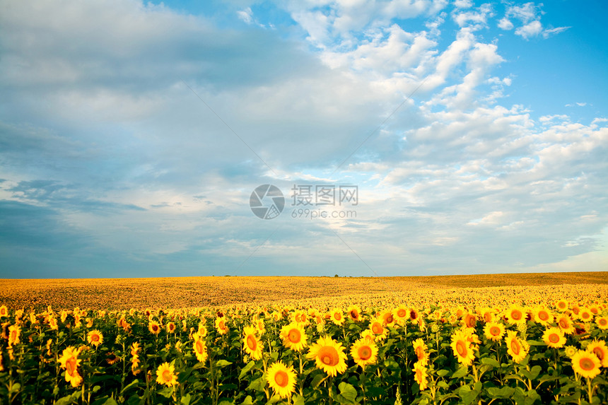 黄色字段天空草地植物群晴天橙子花园花瓣植物学场地圆圈图片