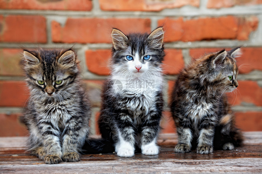 三只小猫在砖头背景上爪子猫科动物好奇心家庭混种休息猫咪团体头发哺乳动物图片
