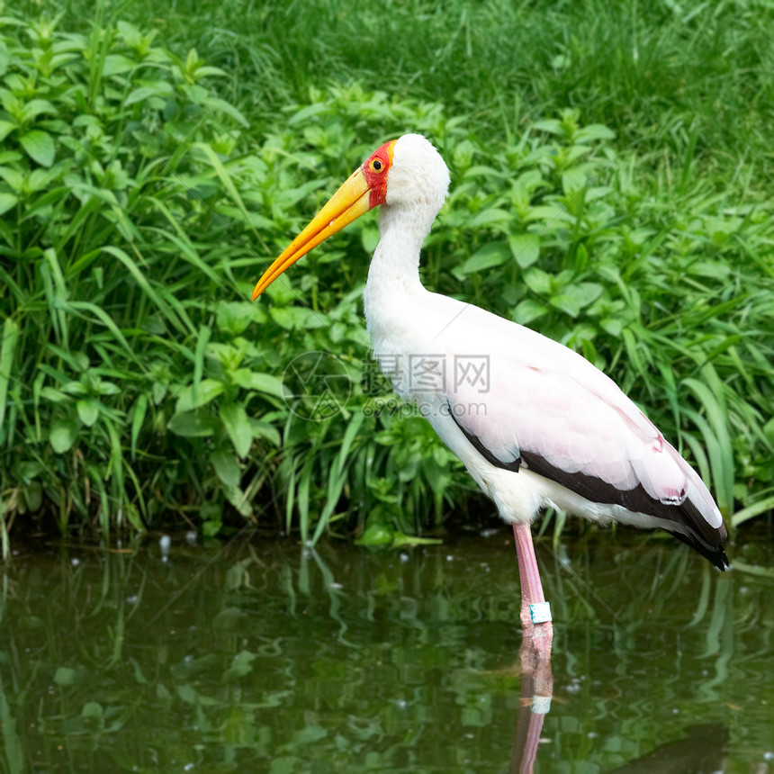 非洲鸟黄卷 (米氏ibis)图片