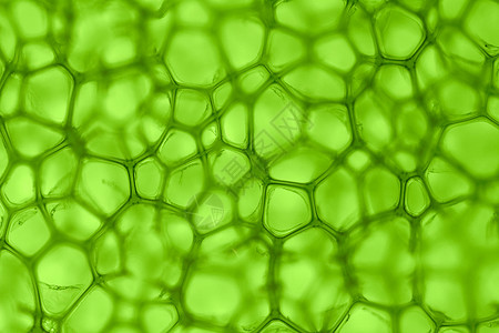 单元格绿背景叶绿素显微镜技术样本宏观墙纸气泡药品生活微管背景图片
