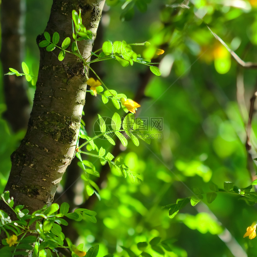 夏季背景 有青树绿叶阳光含羞草枝条树叶木头生长背光横梁树干叶子图片
