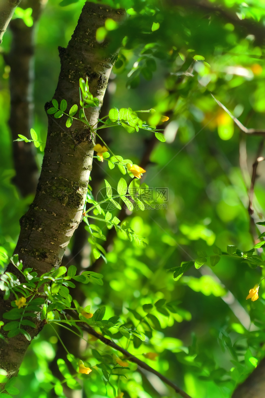 夏季背景 有青树绿叶树叶晴天横梁蓝色耀斑果皮背光木头生长树干图片