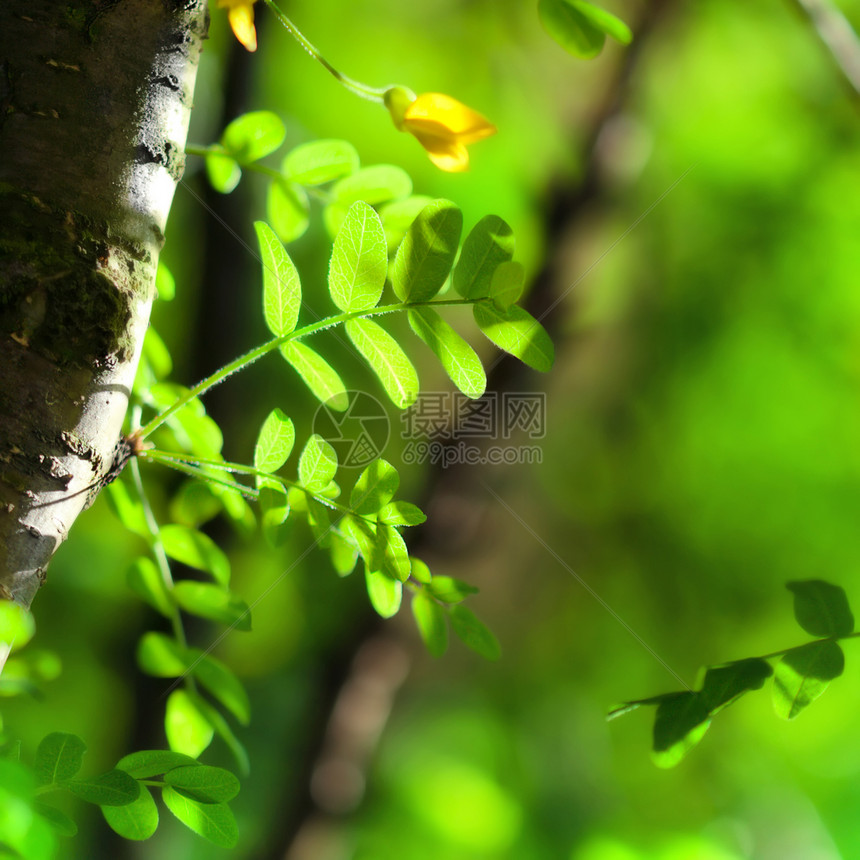 夏季背景 有青树绿叶耀斑枝条树叶树干背光横梁果皮天空阳光叶子图片