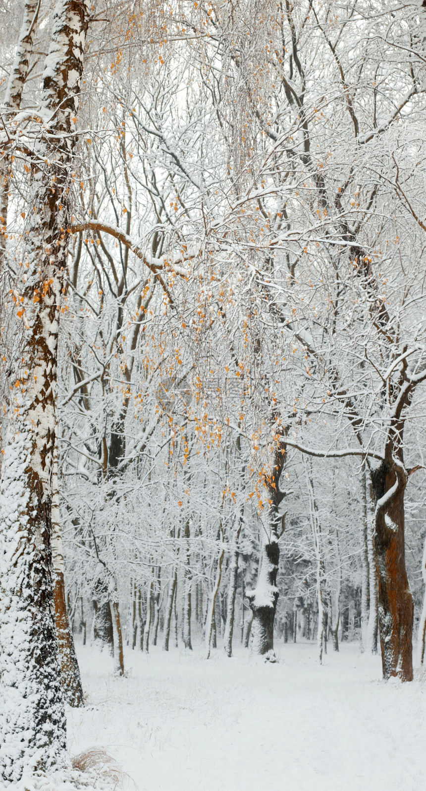 第一雪桦木场景季节牧歌叶子荒野公园树木毯子装饰品图片