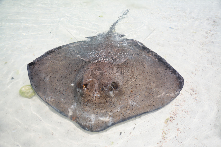 浅水中的刺青生活尾巴热带野生动物游泳射线盐水气候海浪动物图片