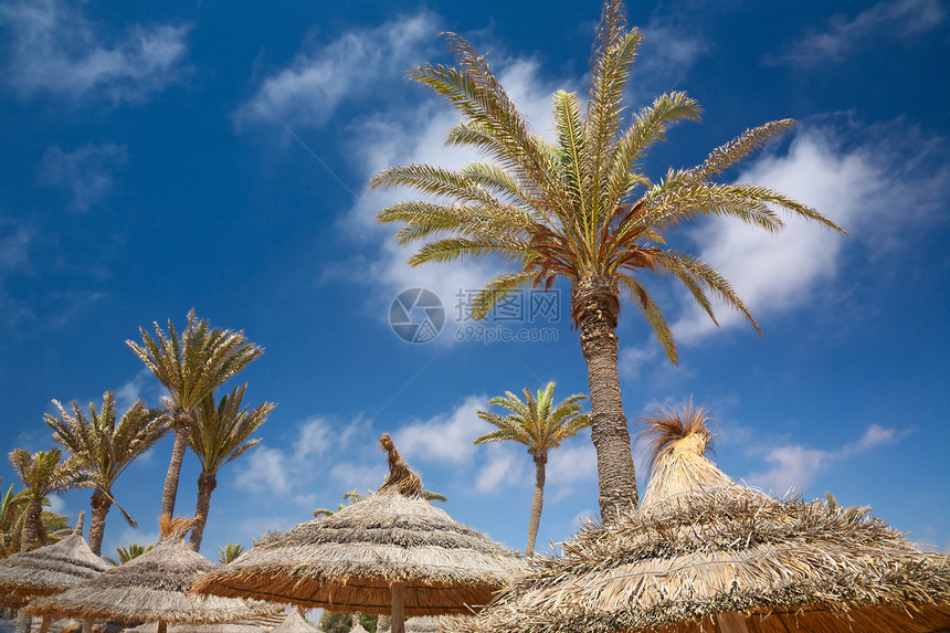 薄膜和椰枣树天堂场景茅草棕榈日光浴遮阳棚风景热带假期气候图片