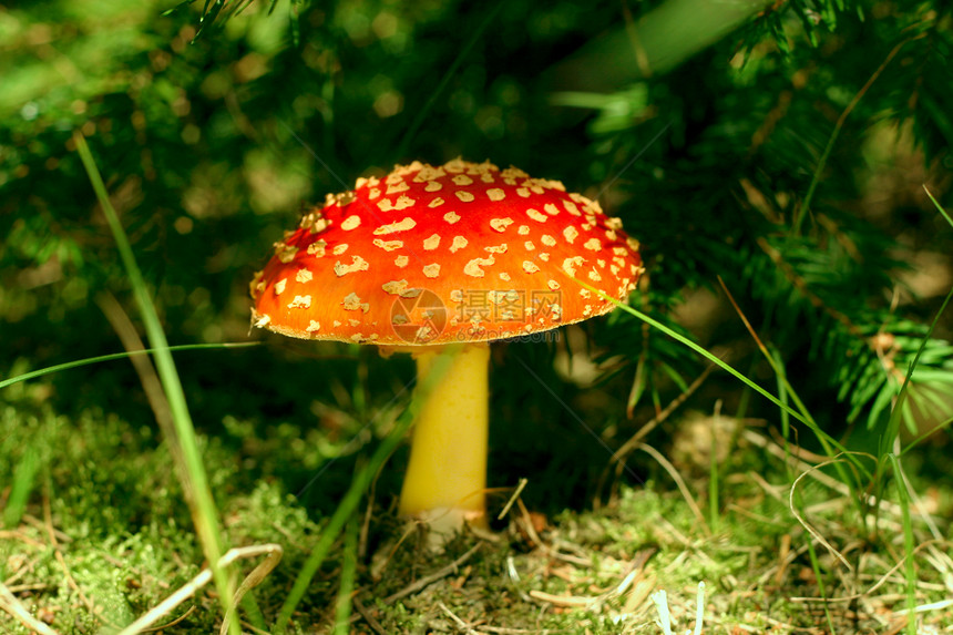 森林里有苍蝇季节蘑菇魔法画报警告阳光物质伞菌叶子死亡图片