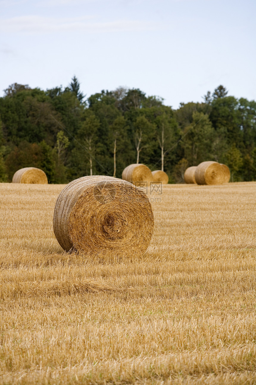 农场田地风景田园大麦地平线全景草地小麦食物金子太阳图片