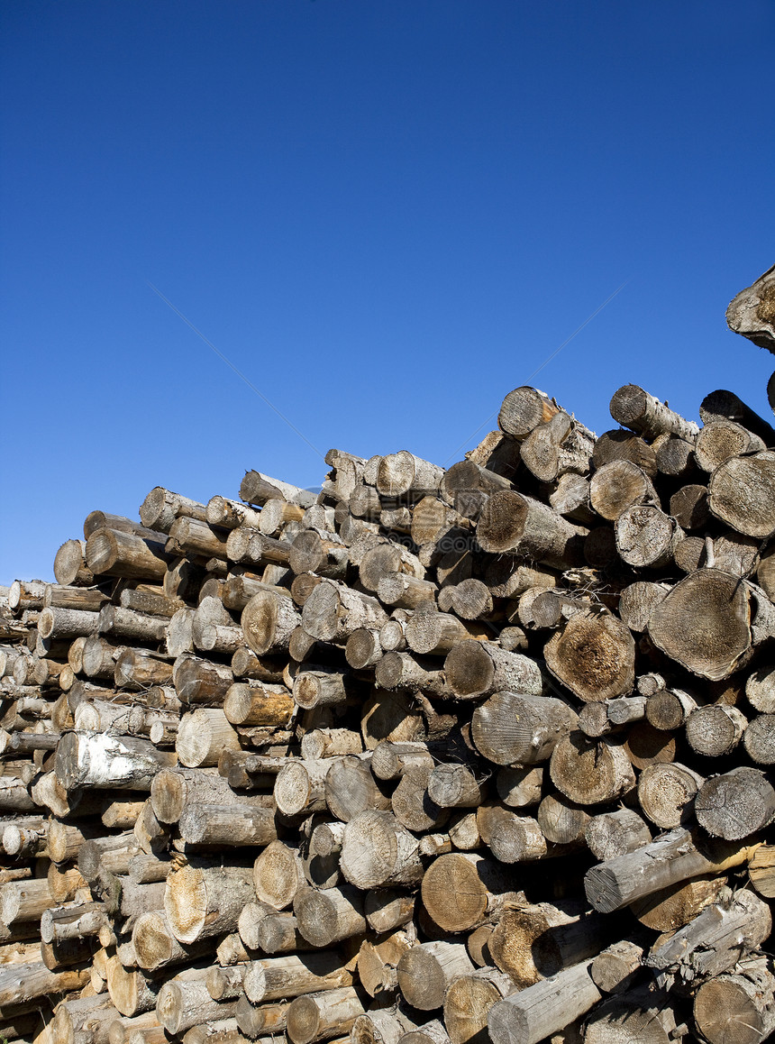 木材木桩蓝天横截面蓝色树干木材业木头天空日志图片
