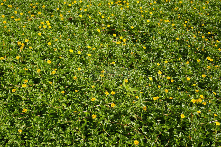 黄色花本背景橙子树叶花瓣园艺植物圆圈花粉美丽雄蕊植物群图片