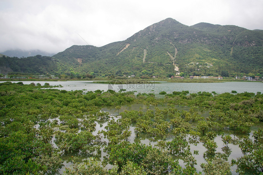 香港海岸湿地地区图片