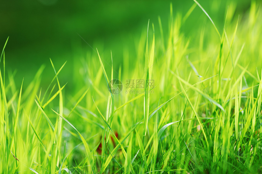 绿绿草生活植物环境草地叶子植物群天气季节生长花园图片