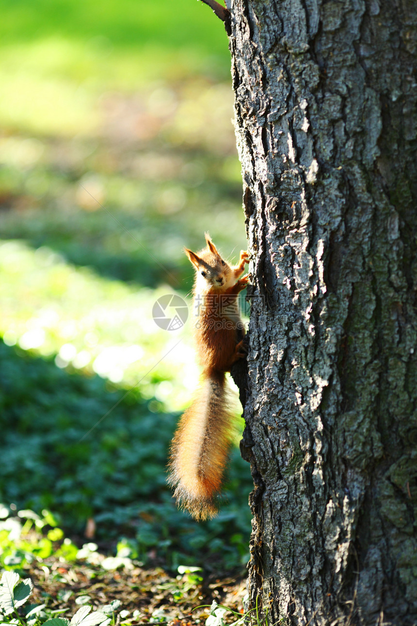 秋天森林中的松松鼠野生动物坚果头发荒野冒充木头尾巴栗鼠哺乳动物动物图片