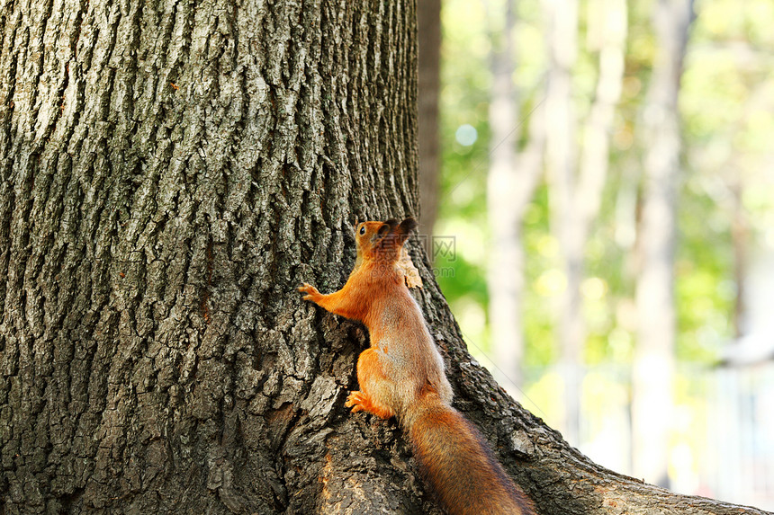秋天森林中的松松鼠坚果动物冒充毛皮野生动物木头哺乳动物尾巴栗鼠头发图片