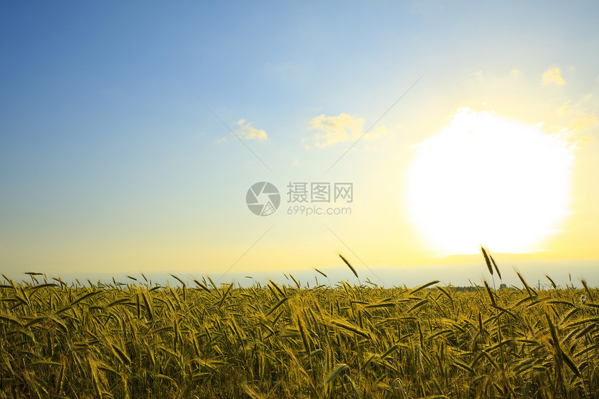 日落时小麦田蓝色谷物射线耳朵天空植物角膜培育黄色阳光图片