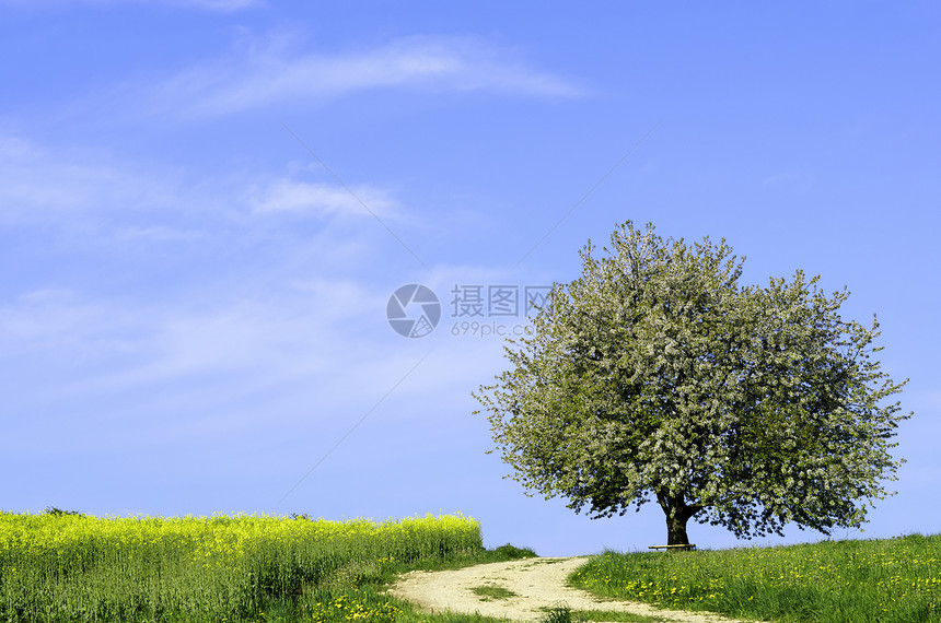 农村地貌油菜籽植物天空小路水平绿色蓝色图片