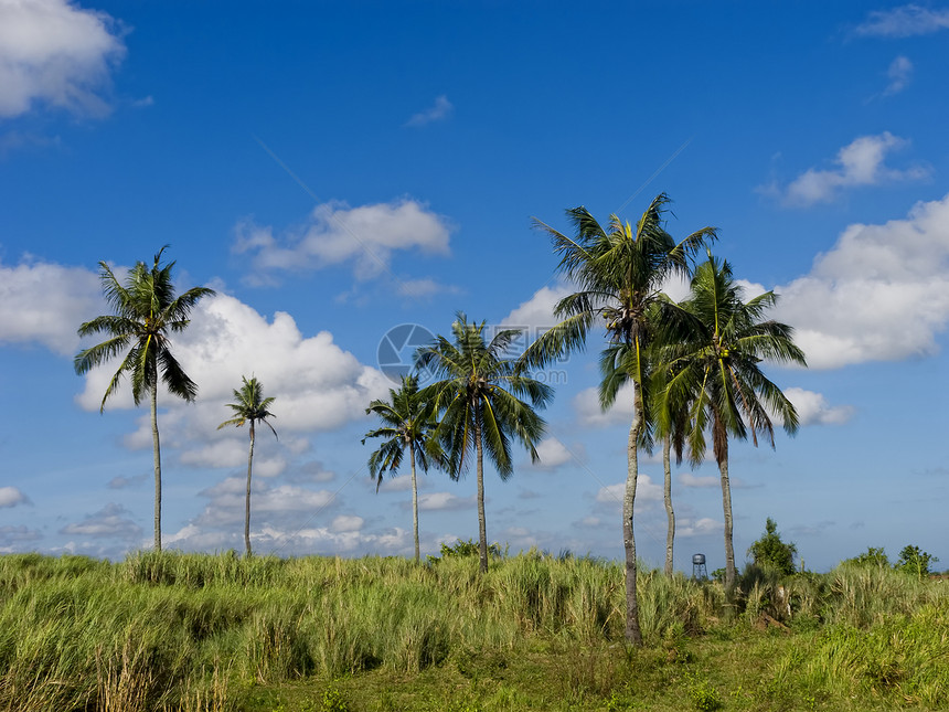 椰子树乡村叶子天空绿色蓝色树叶热带树干晴天图片