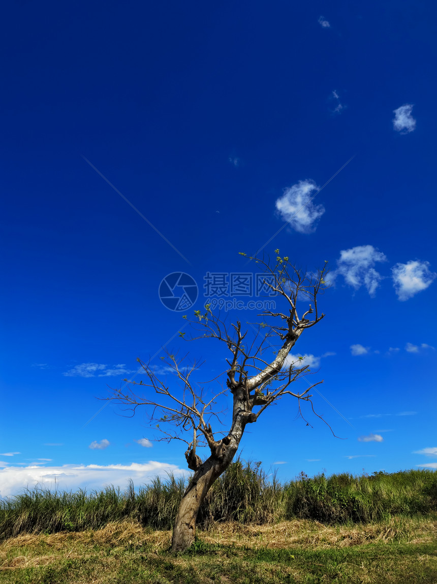 孤树树干场地绿色树叶天空倾斜图片